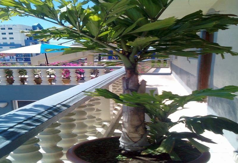 Hotel Mazatlán Eksteriør billede